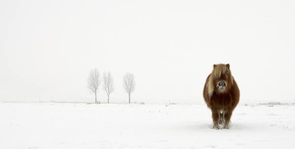 Photograph Gert Van Den Bosch The Cold Pony on One Eyeland